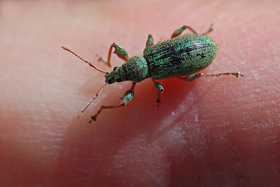 Curculionidae con spina femore: Phyllobius cfr. arborator